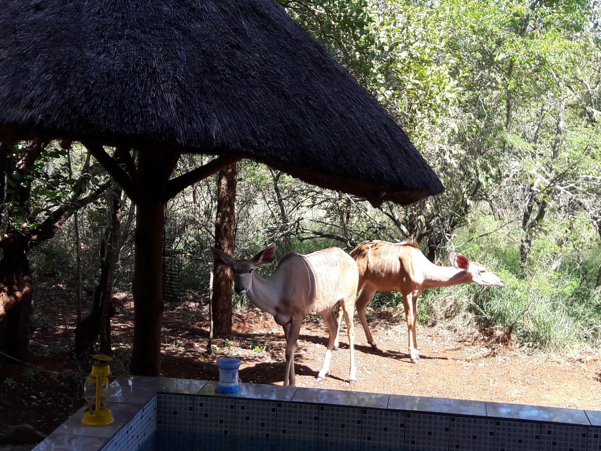 Little Bush Baby Vila Marloth Park Exterior foto