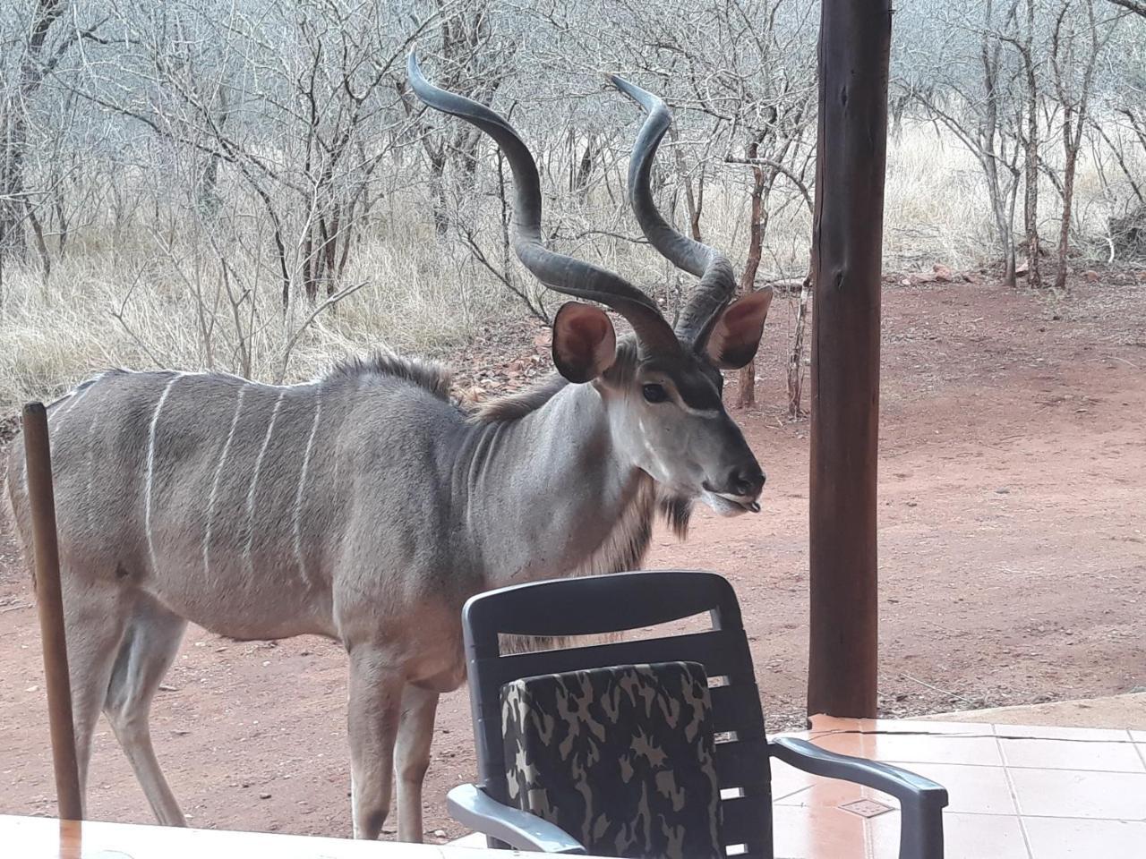 Little Bush Baby Vila Marloth Park Exterior foto